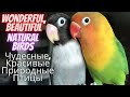 Wonderful, beautiful natural birds.. #13/ Чудесные, красивые природные птицы #13