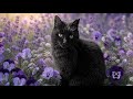 黒猫ちゃん無事に保護｜外猫から家猫へ｜名前はジジ