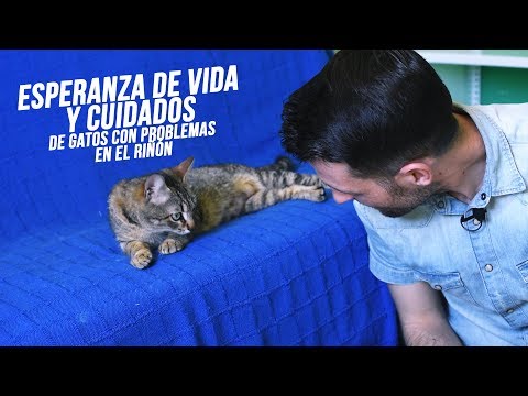 Video: Hiperparatiroidismo Debido A Insuficiencia Renal En Gatos