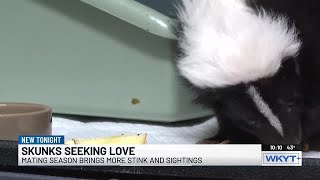 Skunks are looking for love this mating season