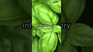 Basil Benefits 🌿 Antioxidant & Anti-Inflammatory Power Explained!