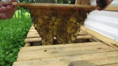 Making a split from a top bar hive