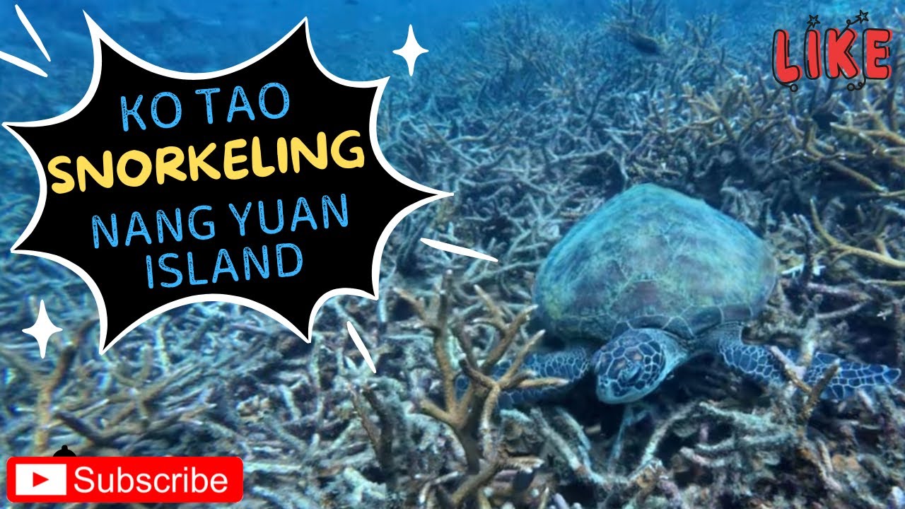 Snorkling in Koh Tao and Nang Yuan Island