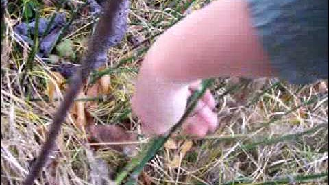 Nancy Today: Horsetail basket pt 3 ASMR weaving basketmaking (basket making tutorial) hacer cesta