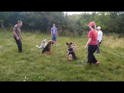 Как выглядит идеальный подзыв из группы? #дрессировка #airedaleterrier #хаски #немецкаяовчарка