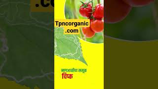 Chipku-pheromone lure for tomato leaf minor tuta_absoluta tlm ipm organicfarming
