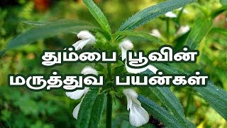 தும்பை பூவின் மருத்துவ பயன்கள் Thumbai flower health