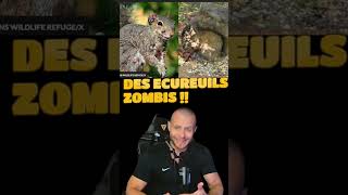 ATTENTION ECUREUILS ZOMBIS !#france #ecureuil #virus #zombis