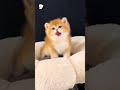 Cuteness Overload Cute Cat Cats Kitten Catvideos Cutecat Foryou Fyp Viralvideo 