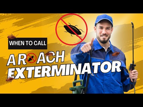 When To Call An Exterminator For Roaches