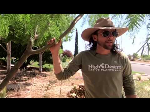 Video: Werden Mesquite-Bäume in Texas wachsen?