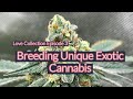 Love collection episode 3 breeding exotic cannabis