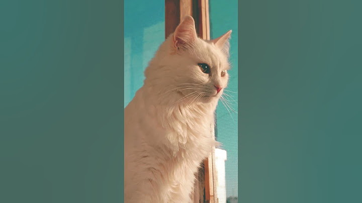 Люся в шоке #cat #shorts #настроение #юмор #kitten #youtubeshorts