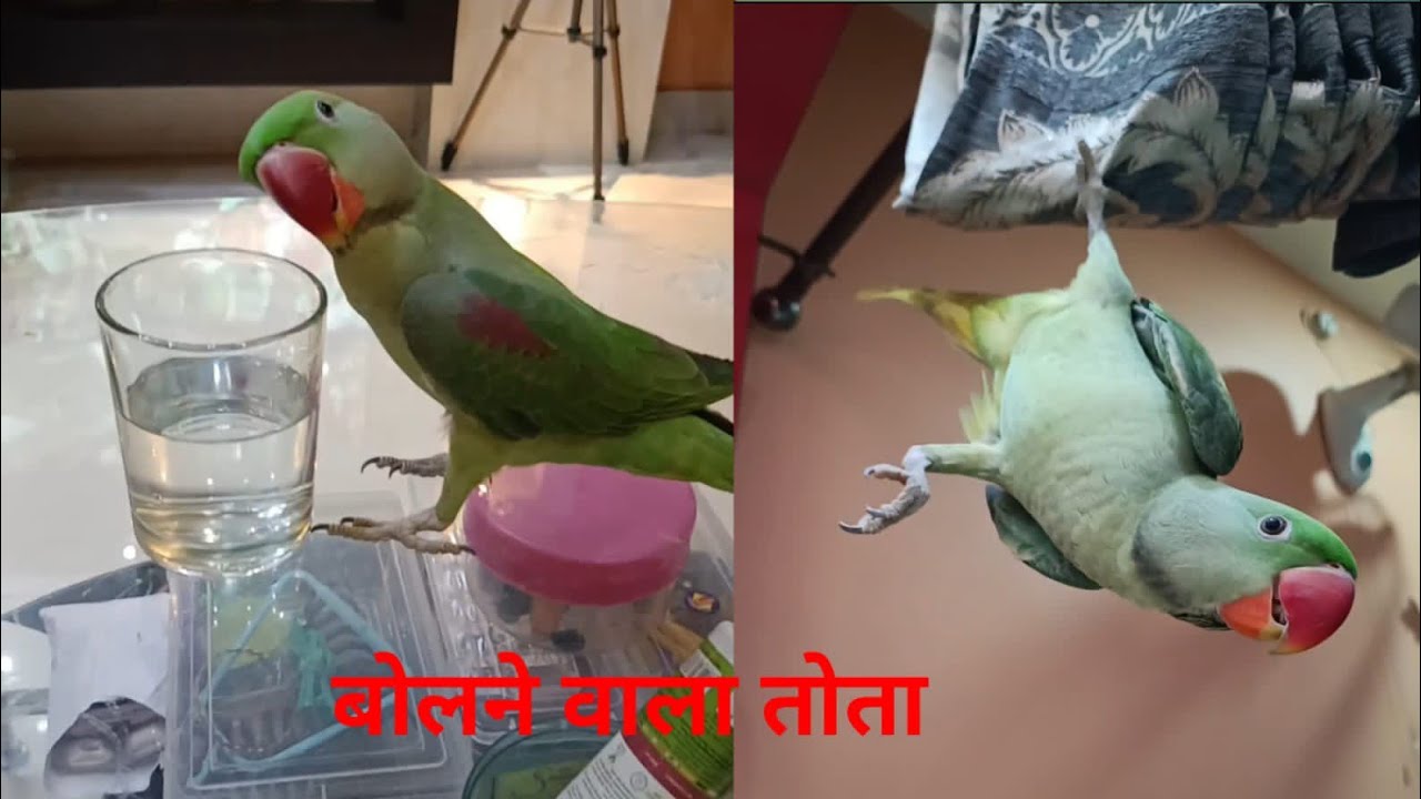 चीकू की मस्ती🦜#parrot world#viral#birds #चीकू #talkingparrot#greenparrot#ekmotahathighumechala