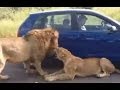 Tourist trapped with Lion roadblock in Kruger National Park. Lions lay down in shade of vehicle.