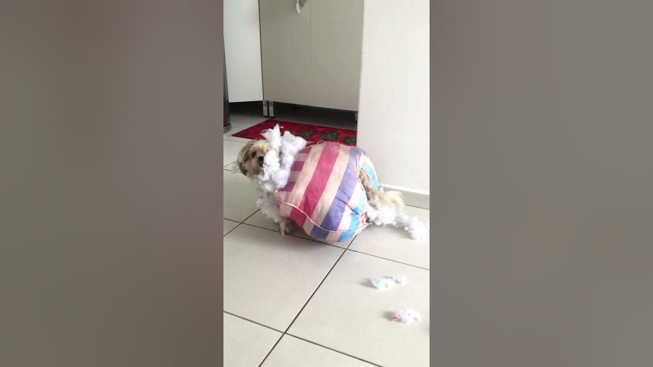 Little Dog Destroys Bed During Playtime YouTube