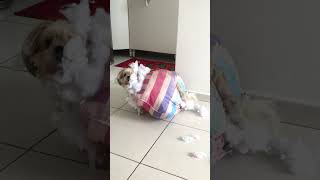 Little Dog Destroys Bed During Playtime