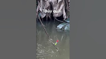 Câu nhầm cá trê khủng #fishing #thápmườiquêtôi #câucárôđồng