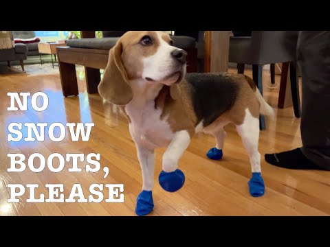 Βίντεο: Όλοι για τους Beagles και την απίστευτη αίσθηση της οσμής τους