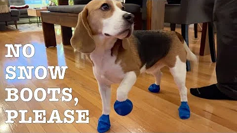 Cute beagle unhappy about snow boots
