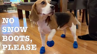 ❄️  Cute beagle unhappy about snow boots ❄️  🥾
