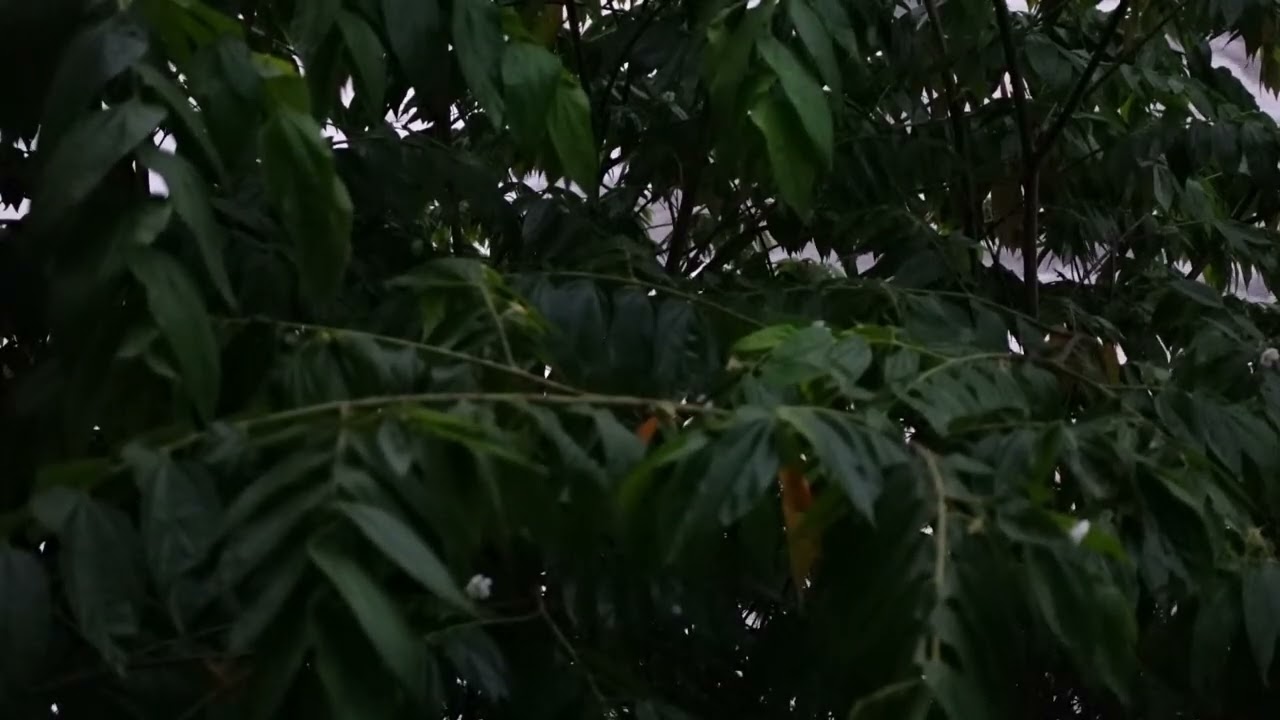 Sleep Instantly in Under 5 Minutes with Heavy Rainstorm & Big Thunder Sounds on Farm-House in Forest