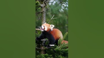 Red Panda: Nature