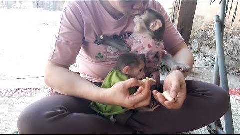 Baby Monkey Lu And Baby Lusi Are Very Happy To Eat A Happy Fruit With Their Mom