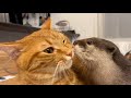 姉のカワウソのような生き物に興味ありすぎてウキウキな猫 cat who is too interested in creatures like her sister's otter