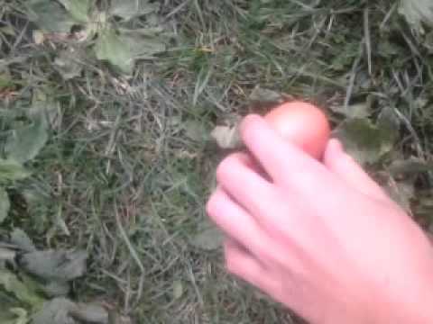 Elastrated Testicles