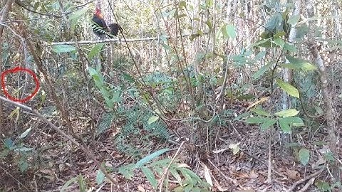 "HUNTING" tag ki sawv ntxov no dib qaib qus tuaj zoo kawg daim 4 25/2/2021