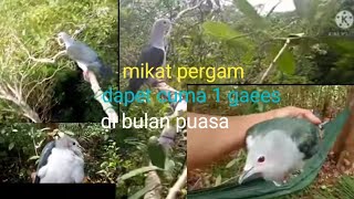 mikat burung pergam di bulan puasaaa
