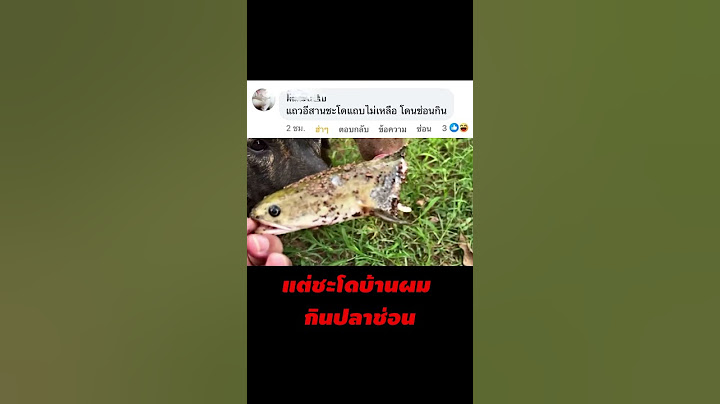 ปลาช่อนกินปลาชะโดจริงเหรอ