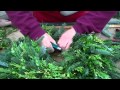 Wilson's Garden Center How To Make A Fresh Greens Wreath