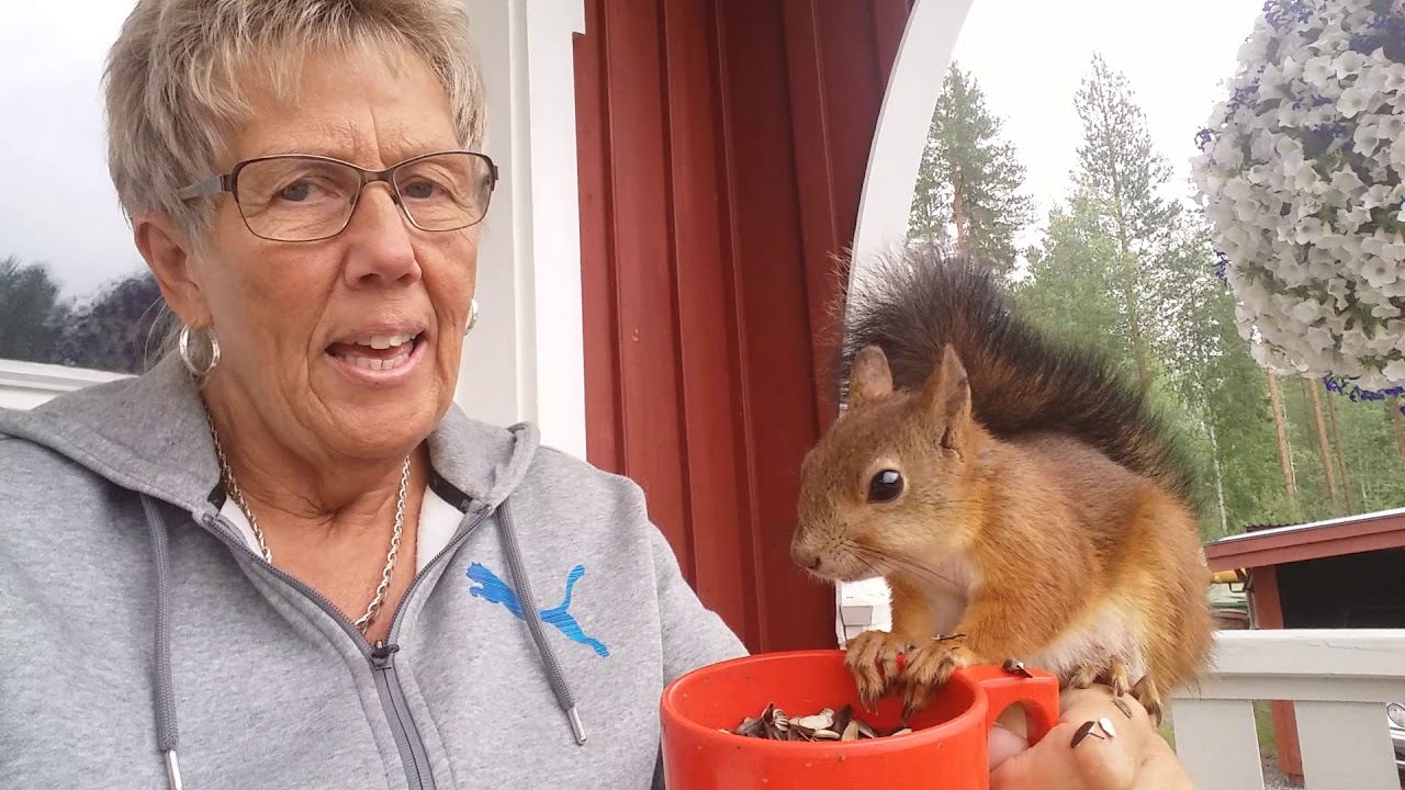 Bettan,  den tama ekorren. Ekorrhona Ekorre Ekorren