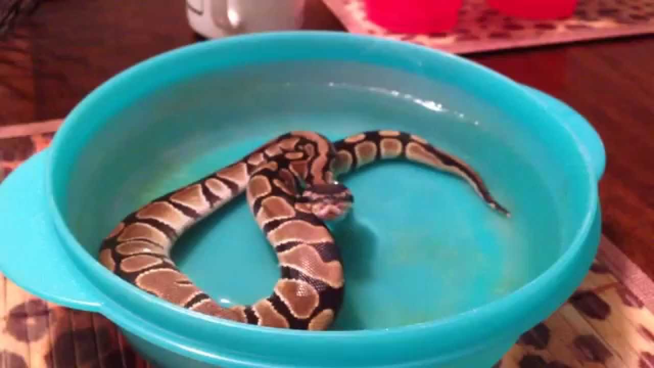 Ball Python Snake Shedding Tips - YouTube