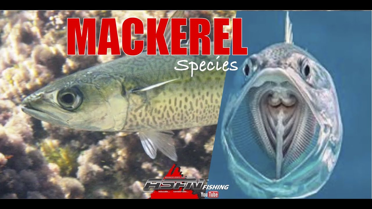Species  Mackerel 