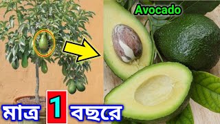 বিদেশী ফল avocado গাছে ফল পেতে সঠিক জাত নির্বাচন করুন. avocado plantation & care & growing tips