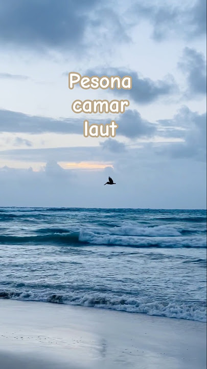 Pesona camar laut @Salsabila_ayah #beach #pantai #travel #pesonaindonesia #trendingshorts