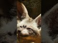 Fox or Bat