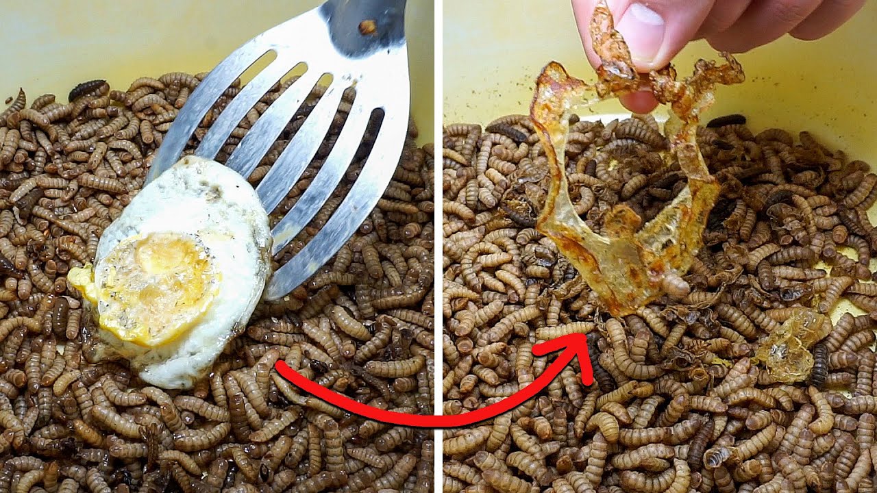 Fried Egg Vs. 2000 Maggots Just Add Larvae Timelapse Video YouTube