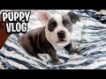 A day in the life of my American bully puppy