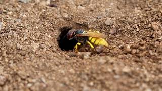 European beewolf, Philanthus triangulum