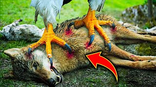 Top 10 Eagles Hunt Their Prey Without Mercy by TrTube 2,973 views 9 months ago 8 minutes, 26 seconds