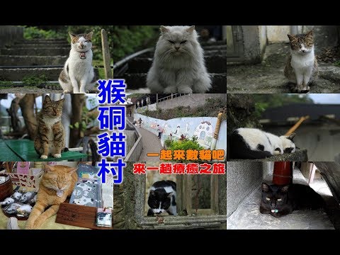 [台灣自由行旅遊景點] 猴硐貓村來數一數有多少隻可愛的貓，天氣炎熱貓兒都慵懶的打盹療癒滿點！