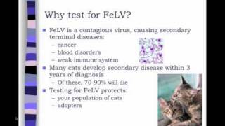 Feline Leukemia Virus (FeLV) Testing in Animal Shelters  conference recording