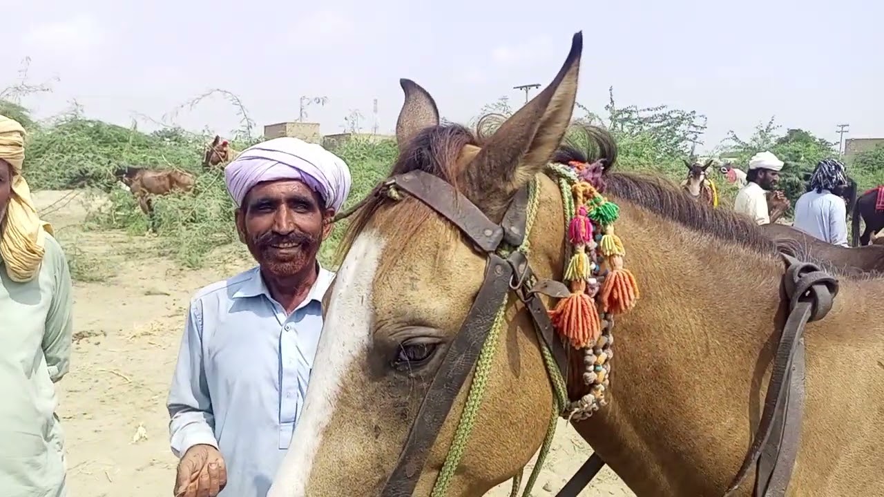گھوڑوں اور اونٹوں کا میلہ۔ڈسارا منگڑوٹھہ۔