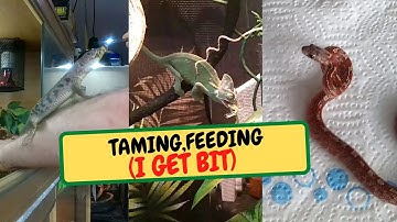 TAMING FEEDING  I GET BIT (Snake Island Exotics)