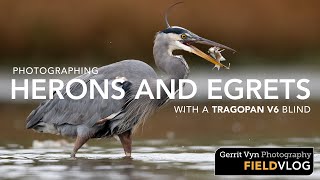 Photographing Herons with a Tragopan V6 Blind