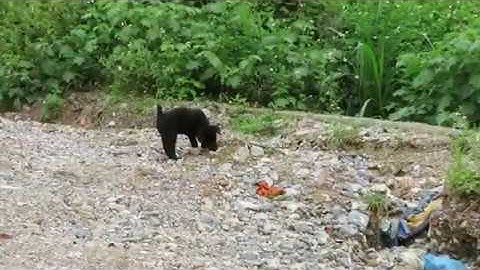 Cộc đực đen (đuôi thỏ - chó bản Mông) 55 ngày, nặng gần 4 Kg